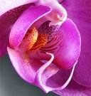 Immagine profilo di orchidea8-75